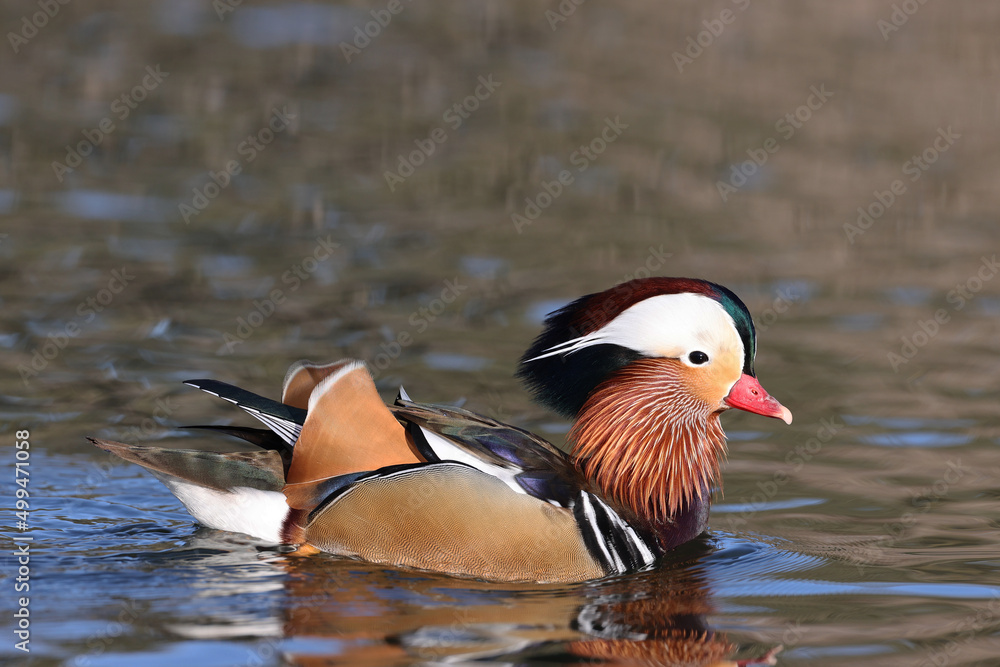 Mandarin duck in a park in Paris Ile de France France. Mandarin duck in a park in Paris Ile de France France.