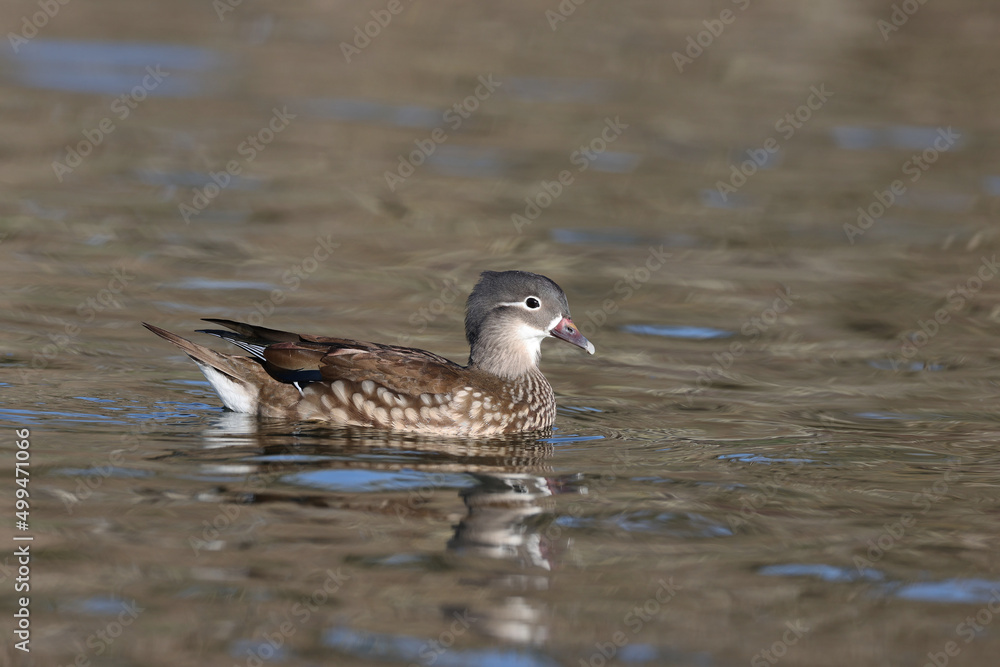 Female mandarin duck in a park in Paris Ile de France France. Female mandarin duck in a park in Paris Ile de France France.