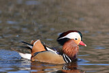 Mandarin duck in a park in Paris Ile de France France.