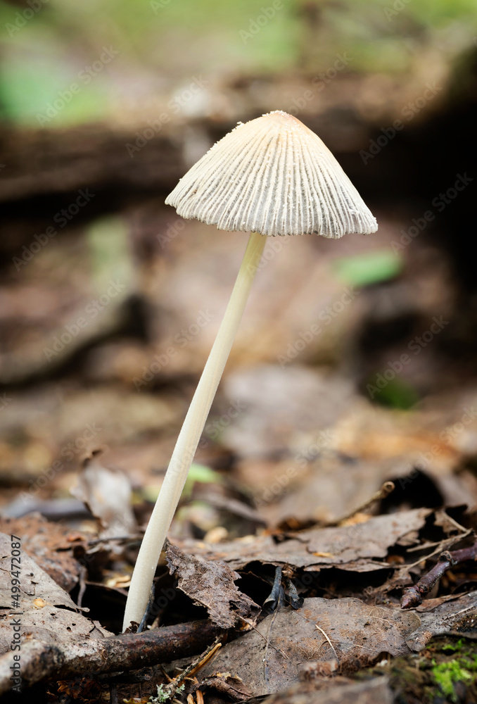 Wildlife of Europe- edible and inedible mushrooms growing in forest. Wildlife of Europe- edible and inedible mushrooms growing in forest.