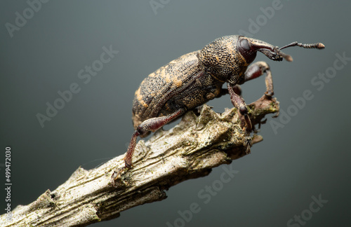 Beetle Large pine weevil photo