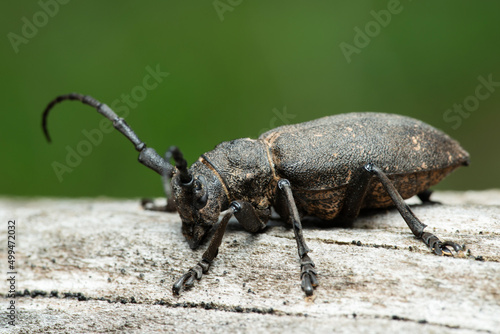 Long-horned weaver beetle © v_blinov