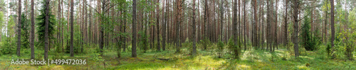 Landscape of Belarus - pine forest © v_blinov