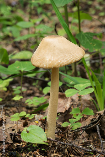 Wildlife of Europe- edible and inedible mushrooms growing in forest.