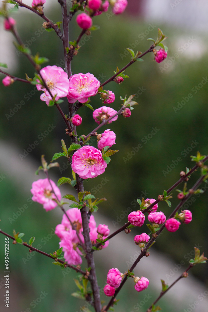 Spring background, branches of blossoming almonds in the garden. Close up of flowering almond trees.