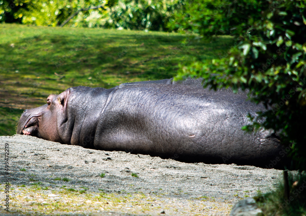 Hippo lays out sunbathing at the Woodland Park Zoo Hippo lays out sunbathing at the Woodland Park Zoo