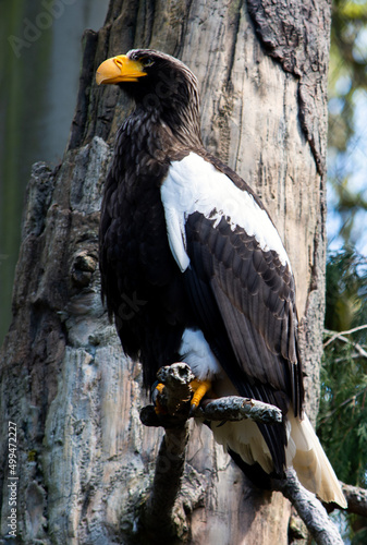 The Steller Eagle stands tall in the bird enclosure at the Woodland Park Zoo
