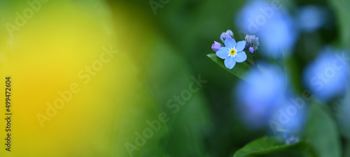 Foto Beautiful close-up of a myosotis