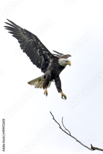 Bald eagle at White Rock Lake, Dallas, Texas