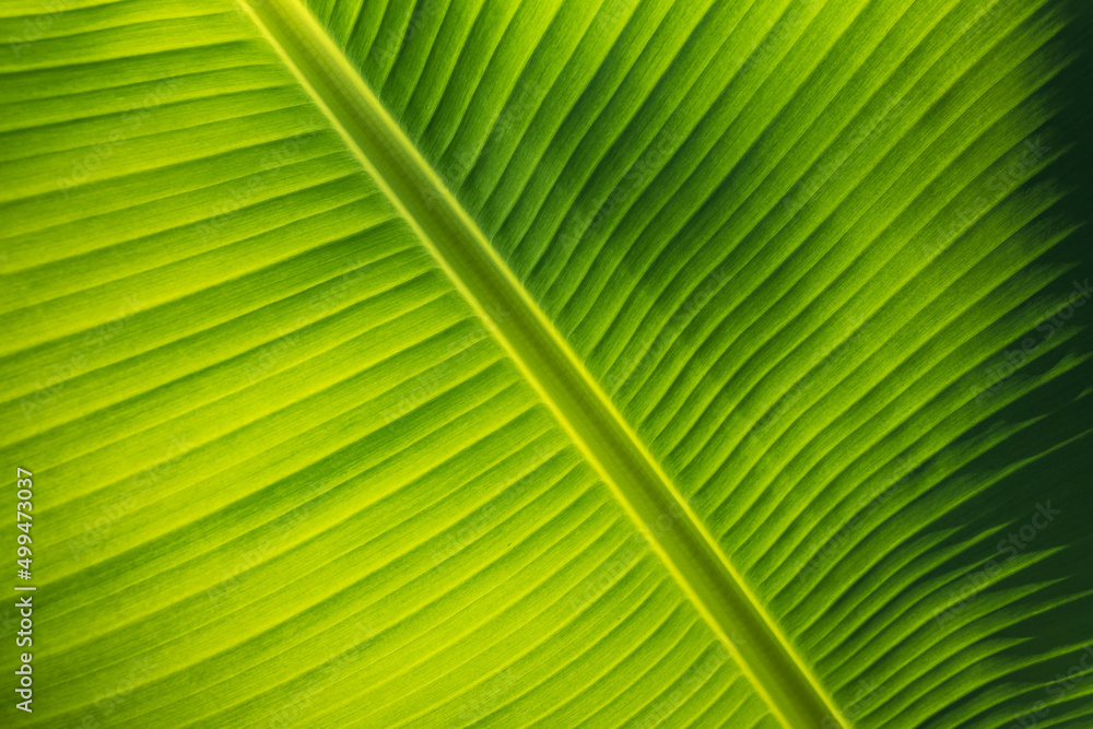 Beautiful green foliage texture. Closeup of palm leaf on natural sunny background, artistic nature closeup. Tropical garden, idyllic summer nature background. Backlight, exotic natural pattern Beautiful green foliage texture. Closeup of palm leaf on natural sunny background, artistic nature closeup. Tropical garden, idyllic summer nature background. Backlight, exotic natural pattern