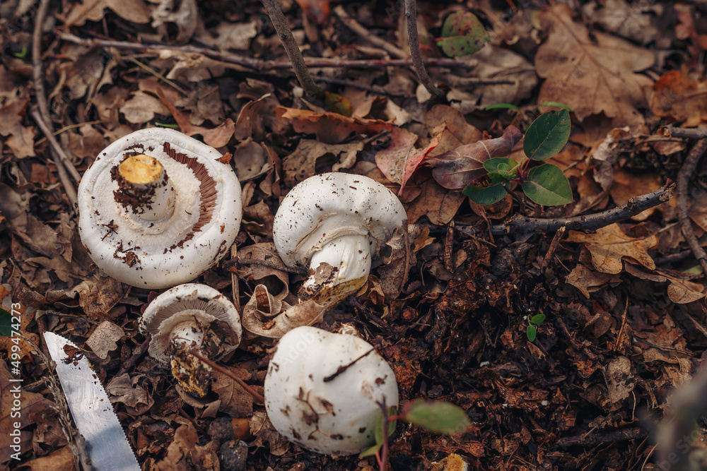 Cut fresh champignons heap, knife on dry leaves. Autumn seasonal mushrooms hunting. Vegetarian food alternative. Close up Cut fresh champignons heap, knife on dry leaves. Autumn seasonal mushrooms hunting. Vegetarian food alternative. Close up