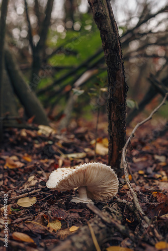 White champignon pileus in dry autumn leaves. Seasonal forest agaric edible mushrooms. Organic vegetarian healthy food. Vertical closeup shot