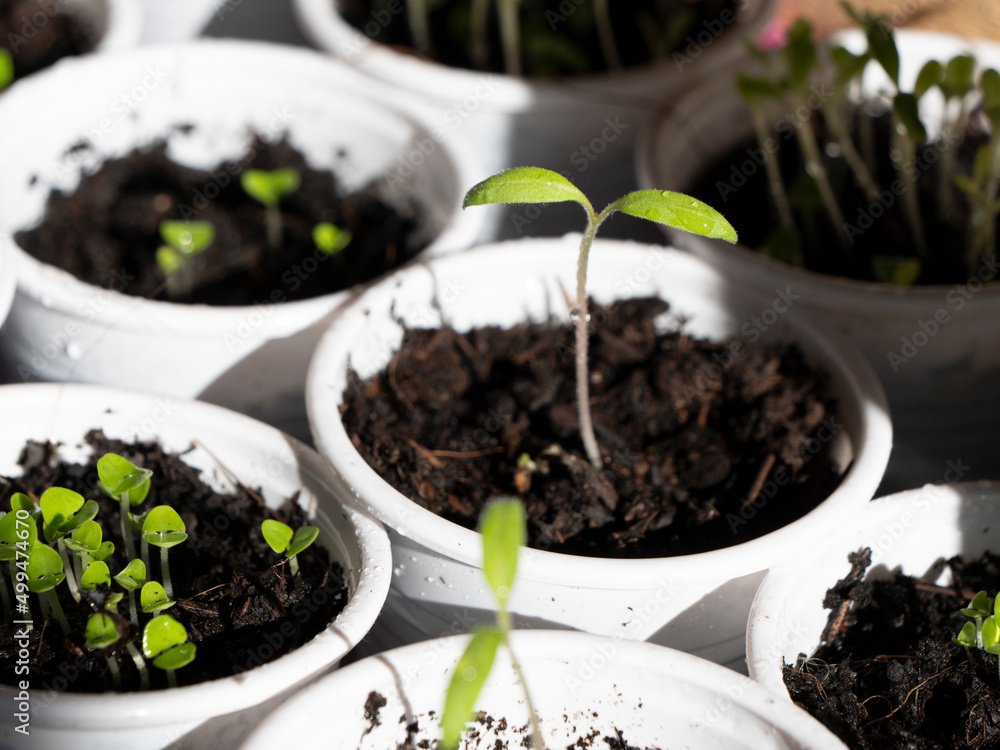 Planting Seeds In A Cup