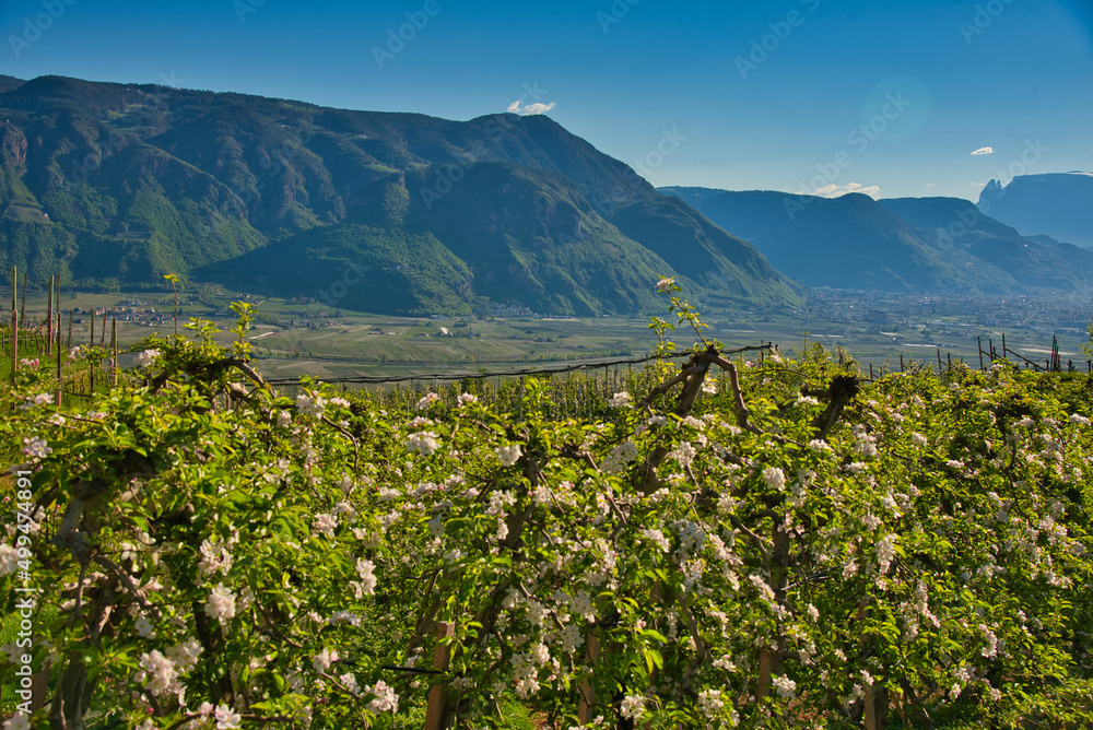 Apfelblüte bei Eppan in Südtirol