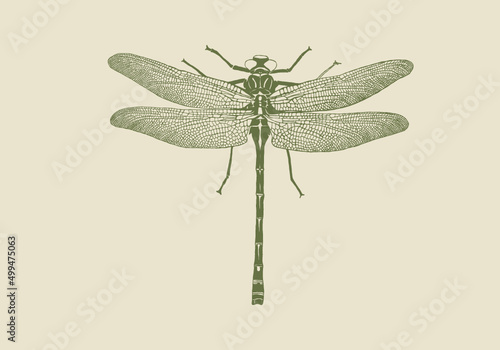 dragonfly illustration. hand draw sketch for print or wall art. Vector