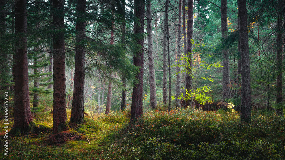 Autumn woodland with sunlight