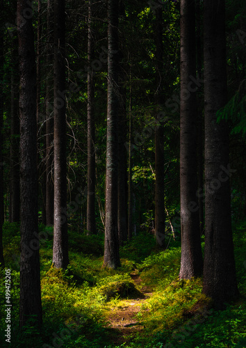 pine woodland sunlight © Jhonny Bakken
