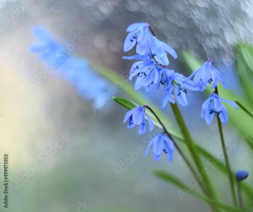 Scilla siberica blooming flowers on bokeh blur background, siberian squill blue flowers by Helios lens, picturesque effect on bokeh lights background, swirly bokeh. © Anna