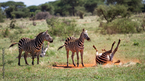 Zebras in Tsavo National Park  Kenya. One zebra lies upside down in the sand.
