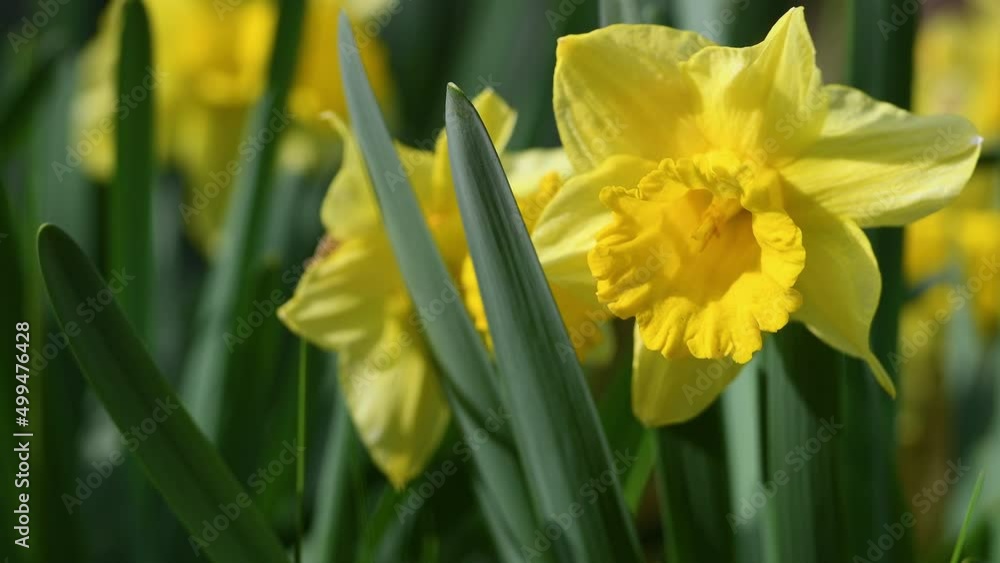 Close-up of daffodils in a garden. Yellow daffodils bloom in the garden or park. Concept of spring season arrival with sun and warm days. April Easter flowers sway in the wind. selective focus. Close-up of daffodils in a garden. Yellow daffodils bloom in the garden or park. Concept of spring season arrival with sun and warm days. April Easter flowers sway in the wind. selective focus.