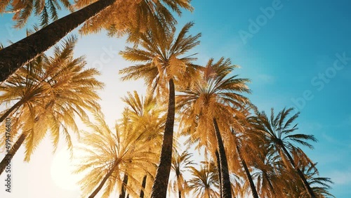 Palm trees at Santa Monica beach