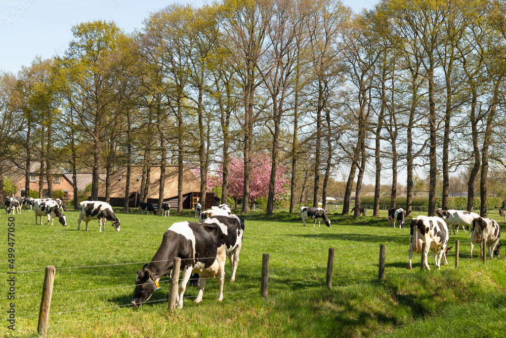 Holstein Friesian (black and white) cows in the pasture in early spring.