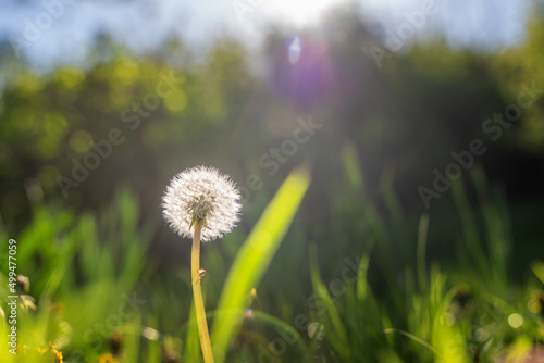 Wallpaper Mural Beautiful white fluffy dandelion flower on a green meadow. summer spring background Torontodigital.ca