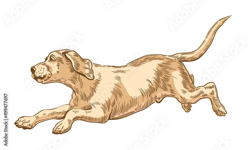 Labrador retriever dog running in a jump. Young puppy. Vector illustration  engraving.