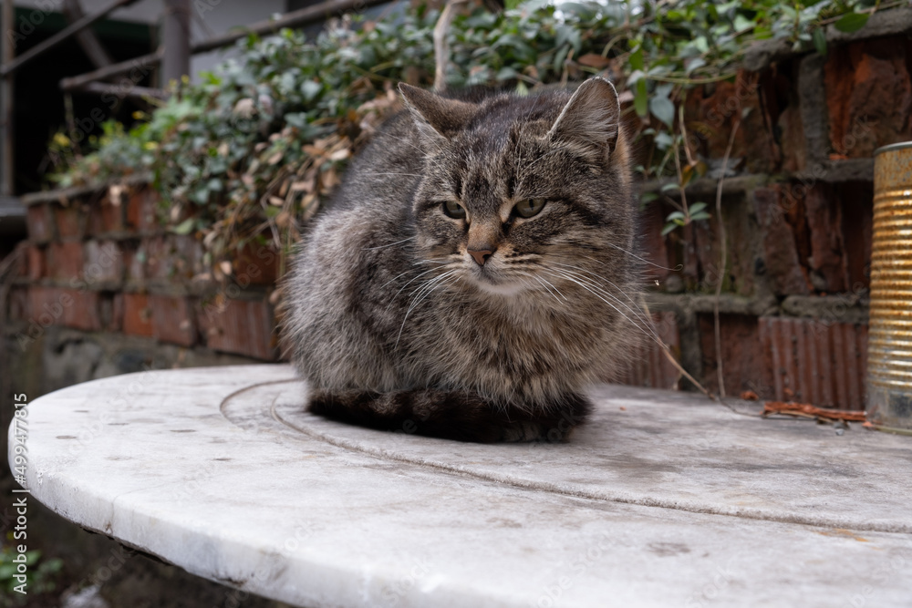 Lonely abandoned cat on the street. Fluffy little sad cat. Animals without a home. Homeless animal left by the owner on the street.
Lonely abandoned cat on the street. Fluffy little sad cat. Animals without a home. Homeless animal left by the owner on the street.