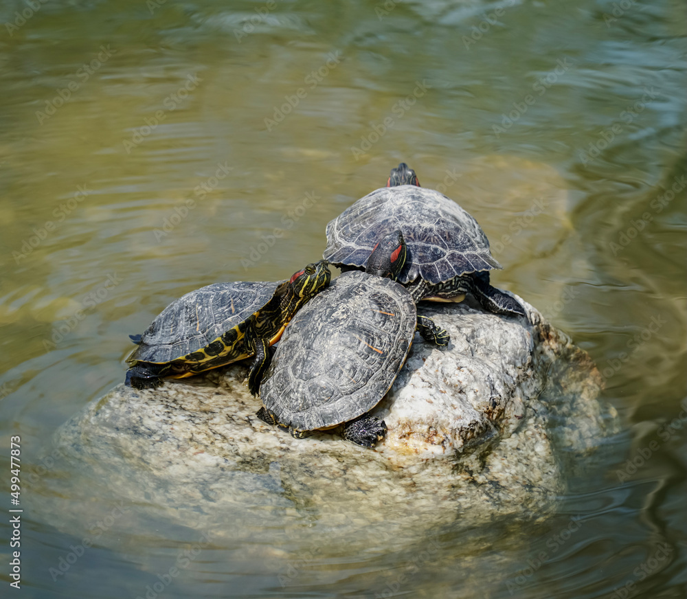 Obraz premium Turtle family is calming on the stone in small pond