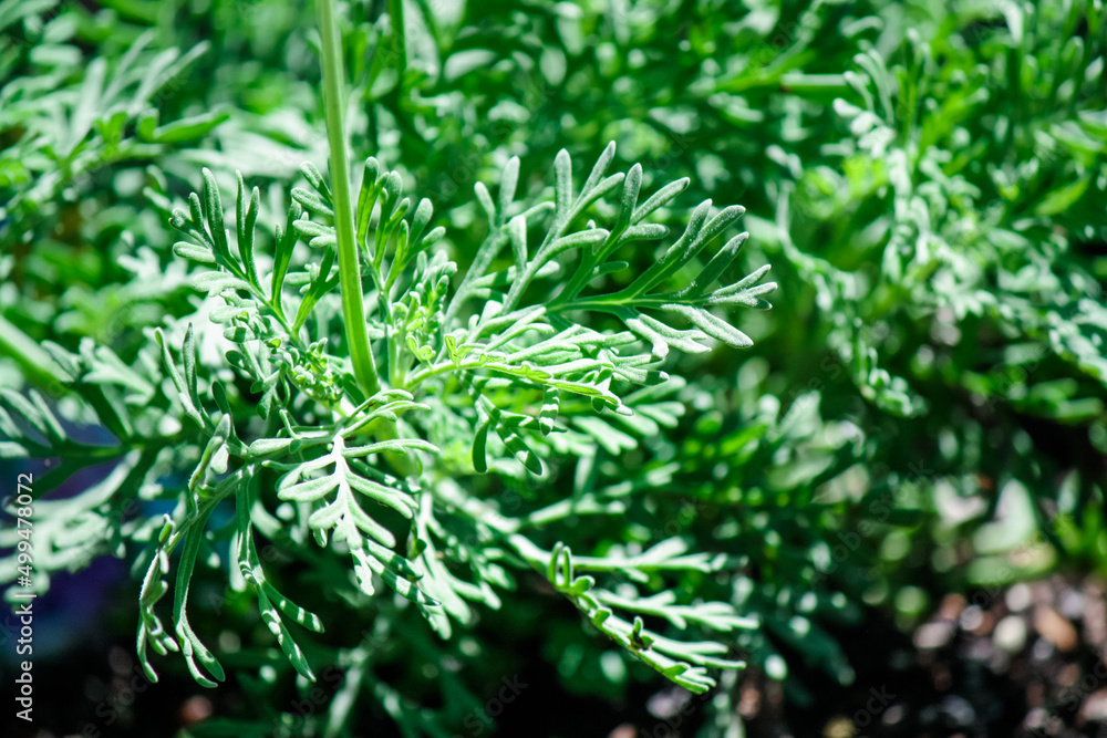 Lavender Sage, a variety of Lavender Lavender Sage, a variety of Lavender