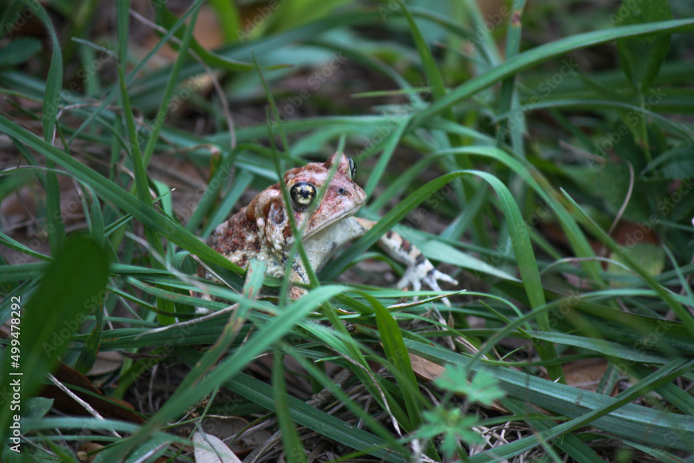 Obraz premium Big Spotted Brown Toad in the grass