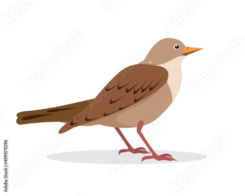 Nightingale or starling bird icon isolated on white background. Flat or cartoon song nightingale vector illustration for nature ornitology design.