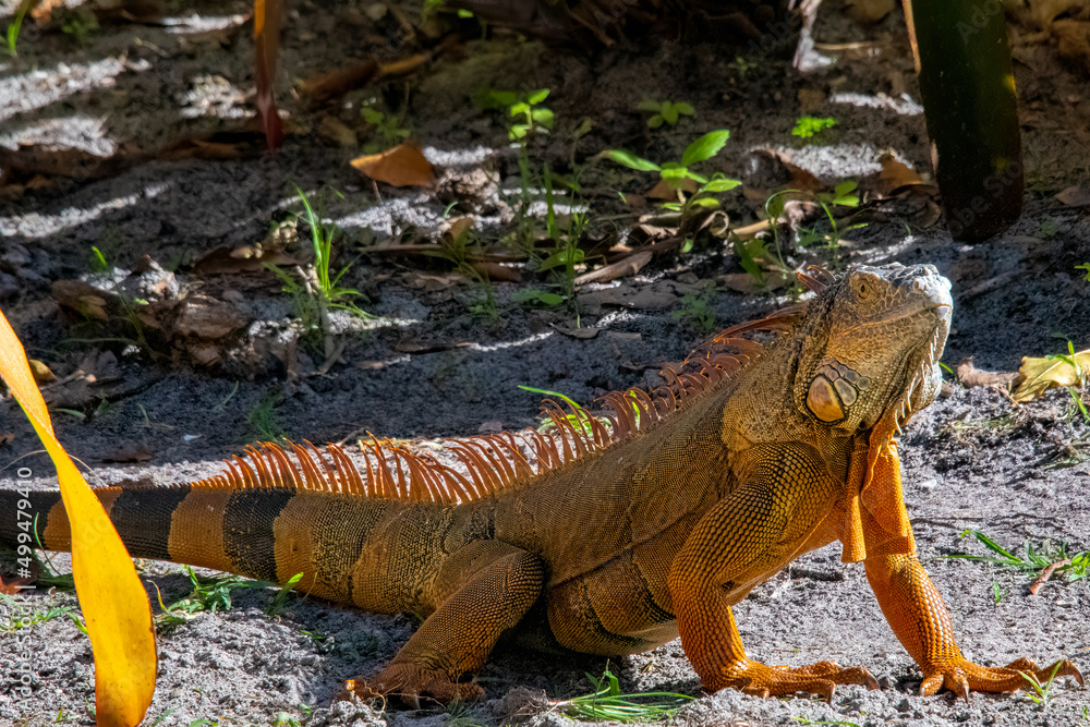 Green Iguana in Florida during early Winter Breeding season. Green Iguana in Florida during early Winter Breeding season.