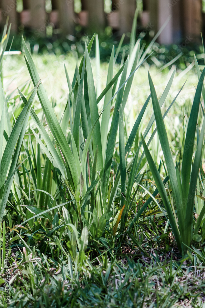 Obraz premium Iris' about to bloom in the yard 