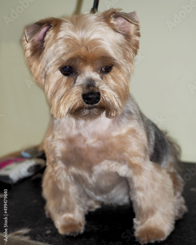 a close-cropped dog of the Yorkshire Terrier breed sits and looks down. gray and black dog fur. grooming a Yorkshire terrier