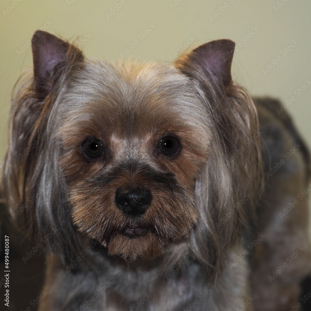 a close-cropped dog of the Yorkshire Terrier breed sits and looks down. gray and black dog fur. grooming a Yorkshire terrier