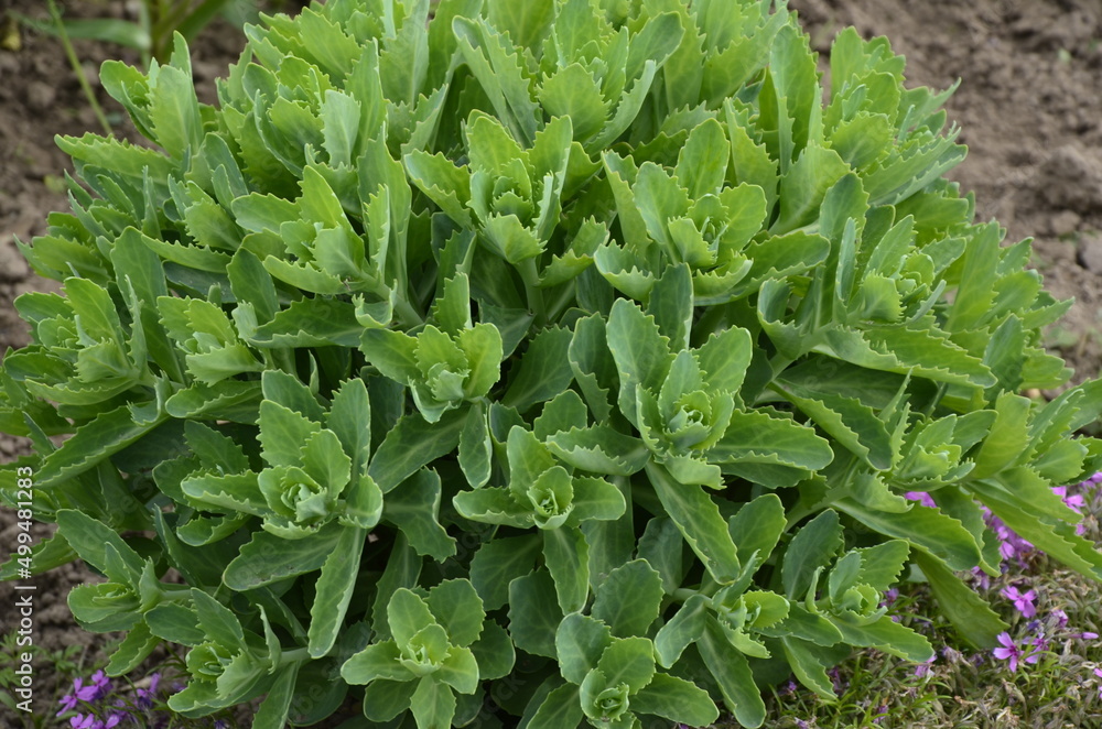 Hylotelephium spectabile or stonecrop in the garden. Hylotelephium spectabile or stonecrop in the garden.