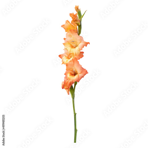 Orange gladiolus flower stem isolated on white background.