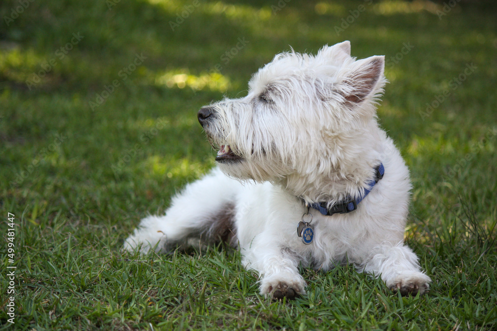 Little white west highland terrier male 