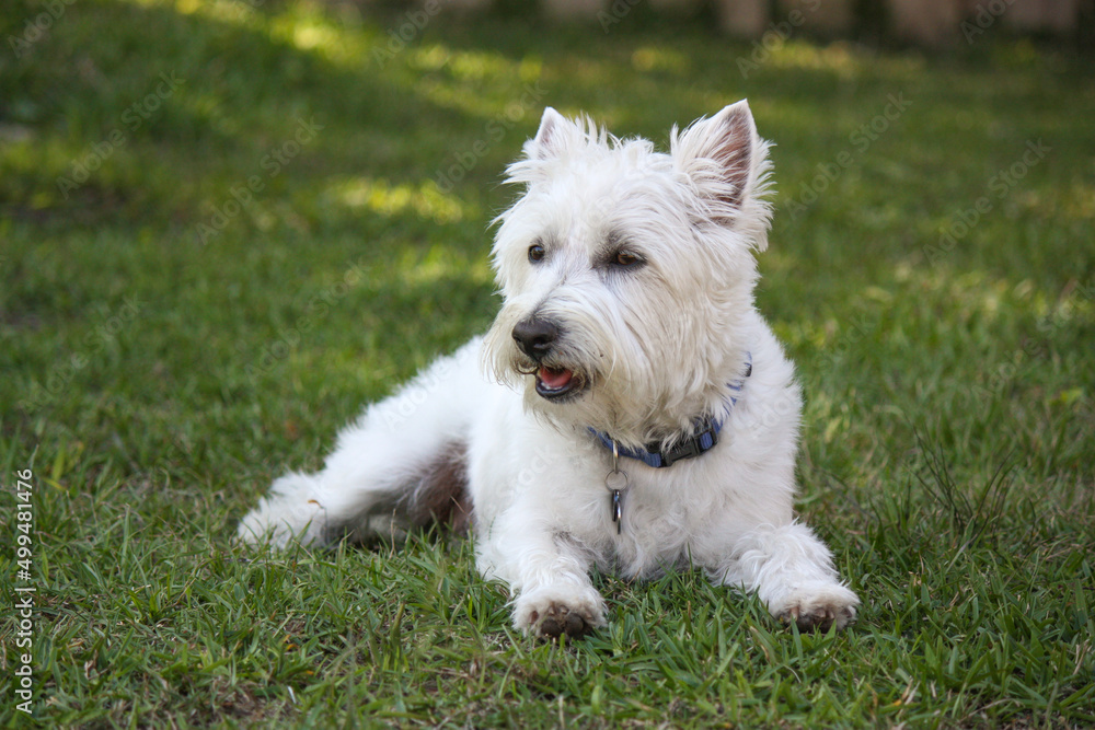 Little white west highland terrier male 