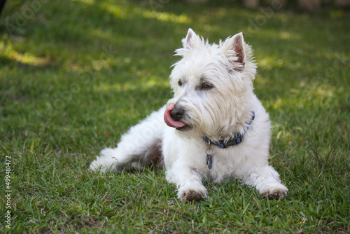 Little white west highland terrier male 