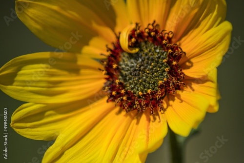 Yellow Flower Close-Up