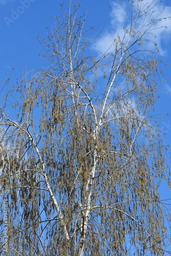 Fototapeta Naklejka Na Ścianę i Meble -  Brzoza wiosną przez zakwitnięciem