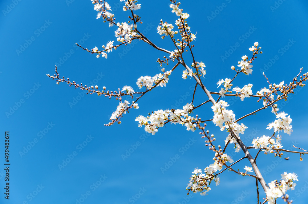 Wild plum blossom in spring