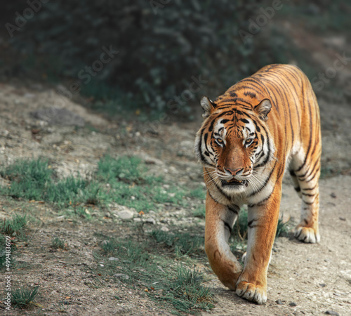 Wild tiger walks in the forest