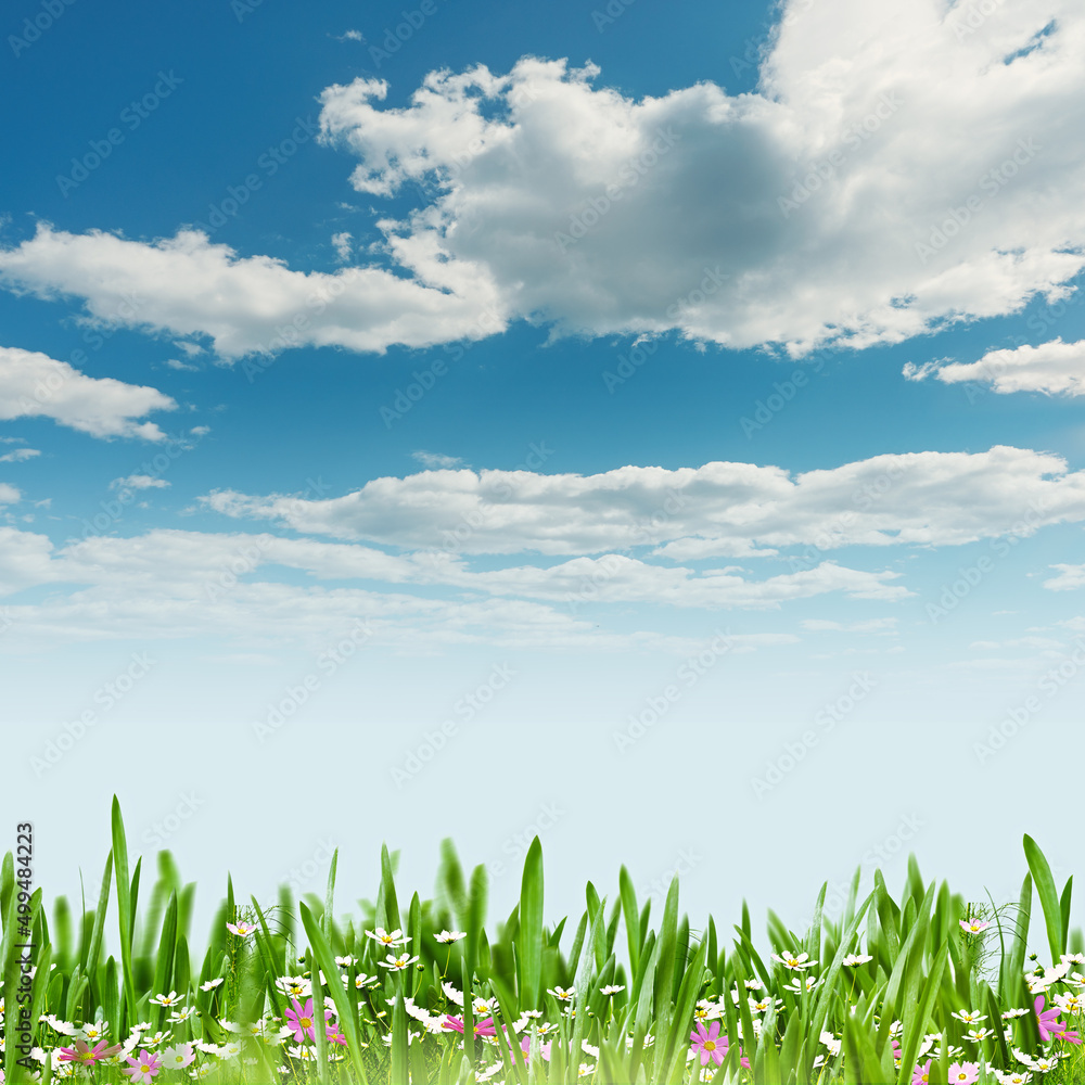 Fototapeta premium Summer meadow under the blue skies
