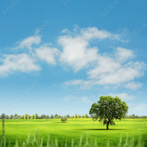 Summer meadow under the blue skies