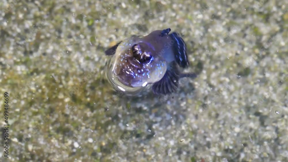 Atlantic mudskipper (Periophthalmus barbarus) swimming Atlantic mudskipper (Periophthalmus barbarus) swimming
