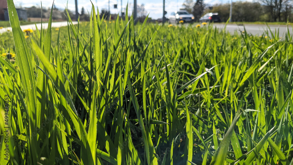 Obraz premium green grass field